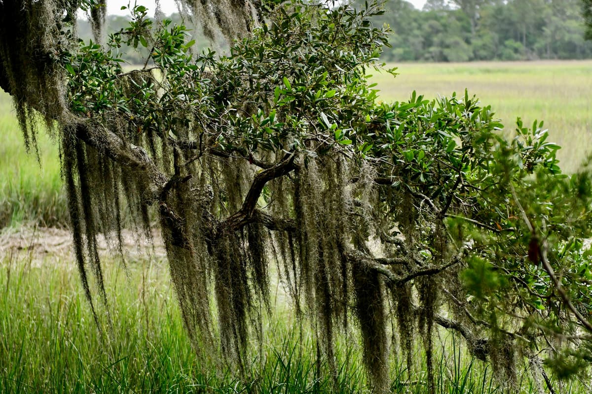 Live oak hung with Spanish moss over open marsh grass on the Georgia coast
